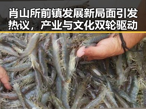 肖山所前镇发展新局面引发热议,产业与文化双轮驱动